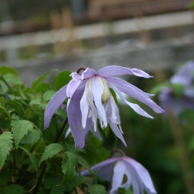 Clematis atragene Ballerina in Blue (Eximia)