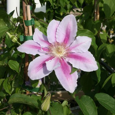 Clematis patens Bees Jubilee