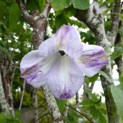 Clematis viticella Caerulea Luxurians
