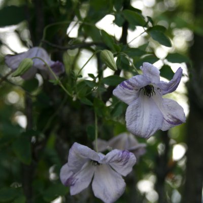 Clematis viticella Caerulea Luxurians