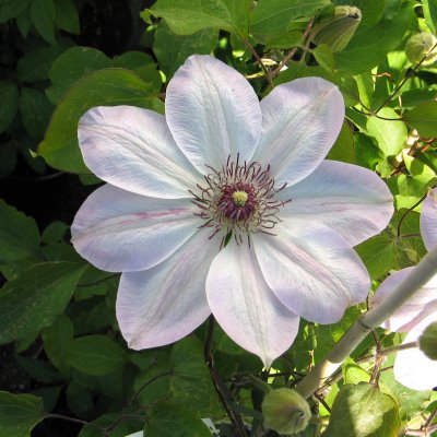 patens Dawn, Klematis Storblommig, C2