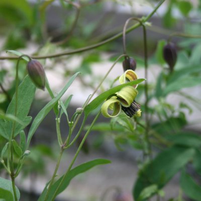 tangutica Harry Smith, Gullklematis, C2