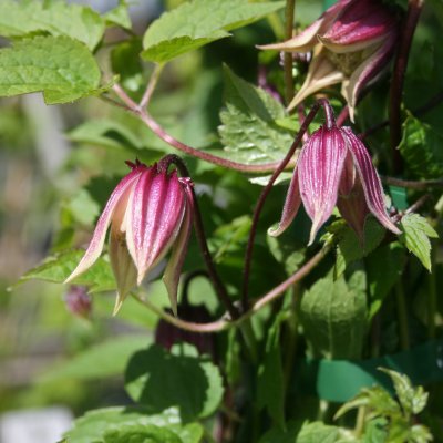 atragene I AM Red Robin, Klematis, C2