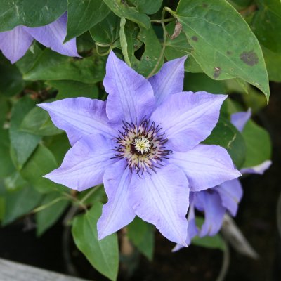Clematis patens Königskind