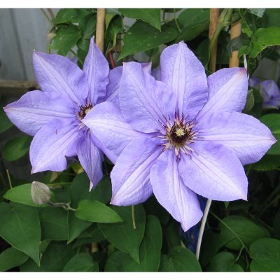 Clematis patens Königskind