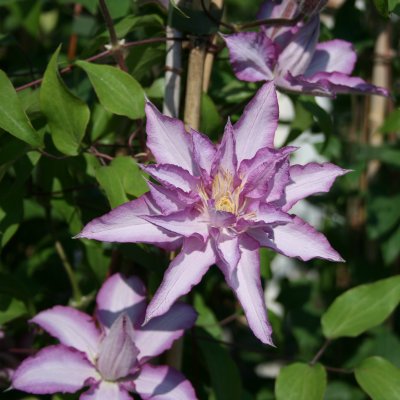 Clematis patens Morning Star ®