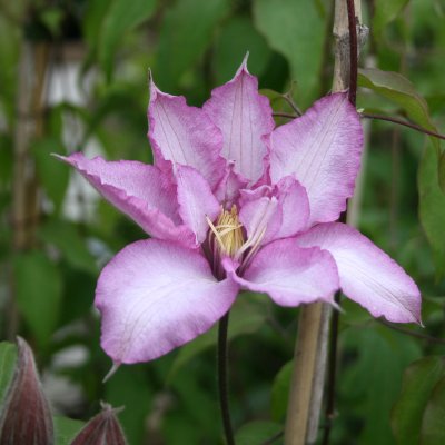 Clematis patens Morning Star ®