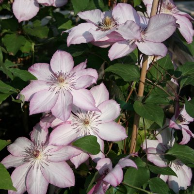 patens Omoshiro, Klematis Storblommig, C2patens Omoshiro, Klematis Storblommig, C2