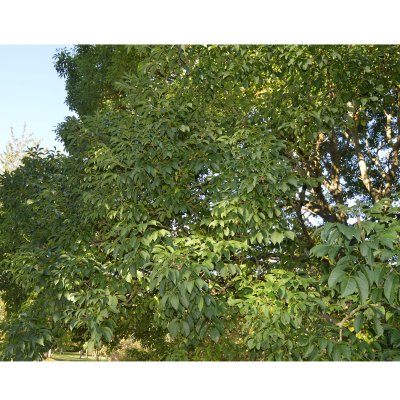 Fraxinus ornus Meczek