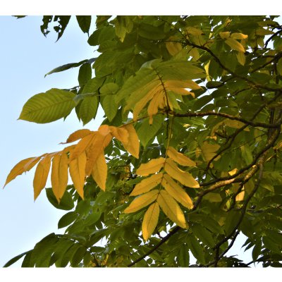 Juglans mandshurica, Manchurisk Valnöt