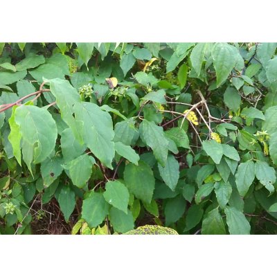 Philadelphus lewisii Waterton, Norlandsshersmin, busk C3,5Philadelphus lewisii Waterton, Norlandsshersmin, busk C3,5