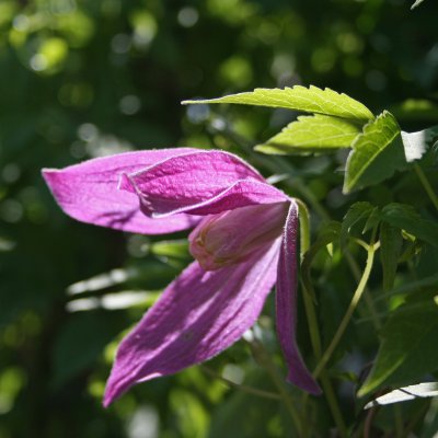 Klematis