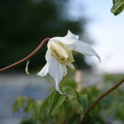 Klematis