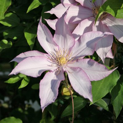 Clematis patens Morning Star ®