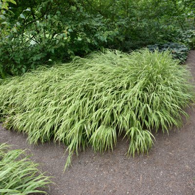 Hakonechloa macra Albostriata, Hakonegräs