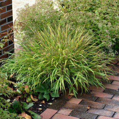 Hakonechloa macra, Hakonegräs