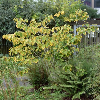 Hamamelis mollis