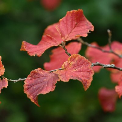 Hamamelis intermedia Diane, Hybridtrollhassel