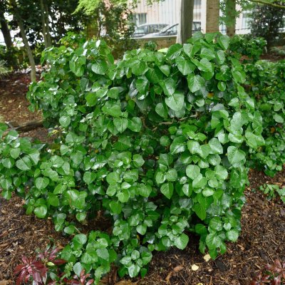 Hedera helix Arbori Compact