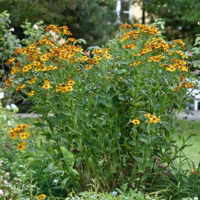 Helenium aut. hybr. Rauchtopas
