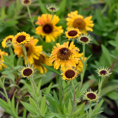 Helenium aut. hybr. Sahin´s Early Flowerer, Trädgårdssolbrud, SQ1