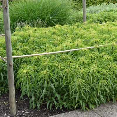 Helianthus salicifolius, Skobandssolros, SQ1