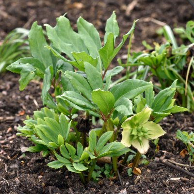 Helleborus niger Praecox