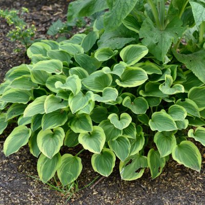 Hosta fortunei Golden Tiara