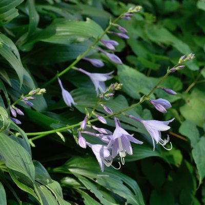 Hosta lancifolia, Höstfunkia