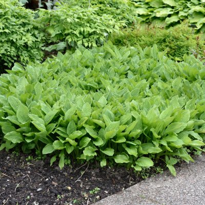 Hosta sieboldii Snow Flakes, Spädfunkia, P9cm