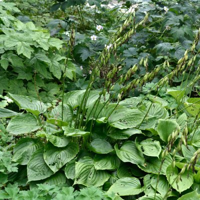 Hosta ventricosa
