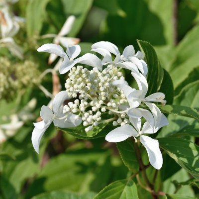 Hydrangea paniculata Great Star ® (Le Vasterival)