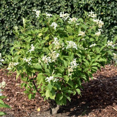 Hydrangea paniculata Great Star ® (Le Vasterival)