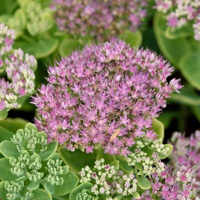 Hylotelephium spectabile Granlunda, Kinesisk Kärleksört