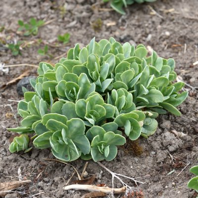 Hylotelephium spectabile Stardust, Kinesisk Kärleksört