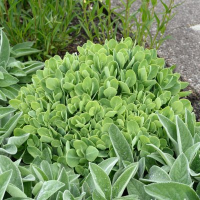 Hylotelephium spectabile Stardust, Kinesisk Kärleksört