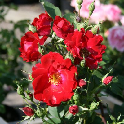 Rosa kordesii Champlain