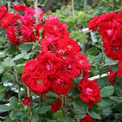 Rosa kordesii Champlain