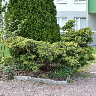 Juniperus x pfitzeriana Gold Star