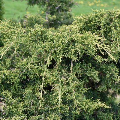 Juniperus x pfitzeriana Gold Star