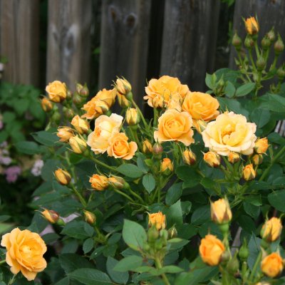 Rosa Flaming Cover ®