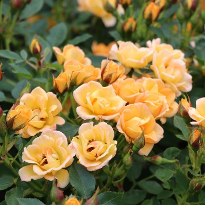 Rosa Flaming Cover ®