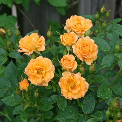 Rosa Flaming Cover ®