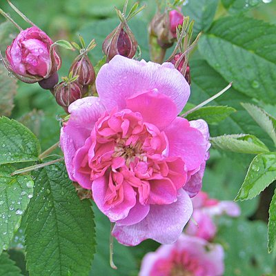 Rosa majalis foecundissima