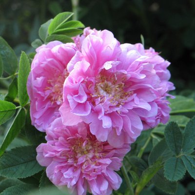 Rosa majalis foecundissima
