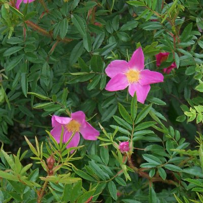 Rosa nitida