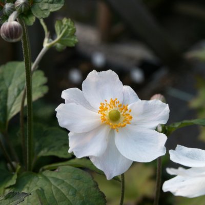 Anemone x hybrida Andrea Aktinson, Stor Höstanemon