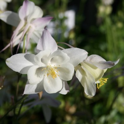 Aquilegia x cultorum Kristall