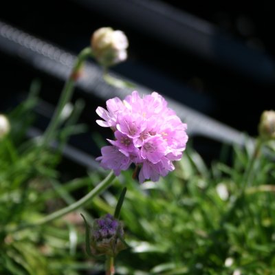 Armeria maritima Splendens Perfecta