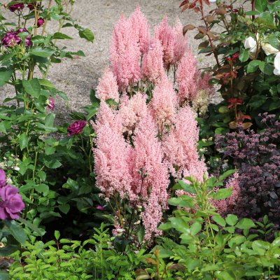 Astilbe arendsii Look at Me ®